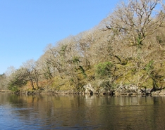 Ancient Oak woodland