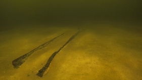 Corrib - C10 Logboat