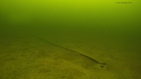 Corrib - C15 Logboat